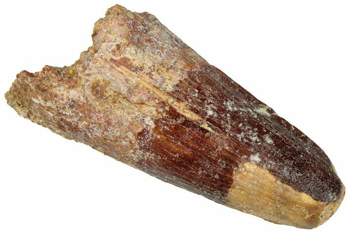 Fossil Spinosaurus Tooth - Feeding Worn Tip #296564